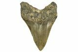Fossil Megalodon Tooth - North Carolina #328031-1